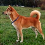Chien de Canaan