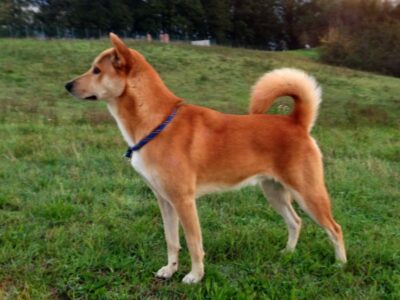 Chien de Canaan