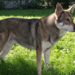 Chien-Loup de Saarloos