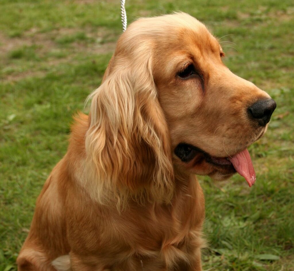 Cocker Anglais