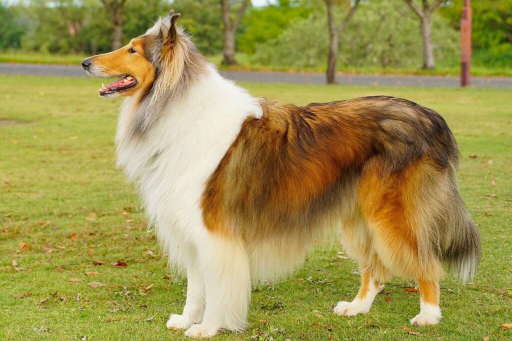 Colley (Collie)