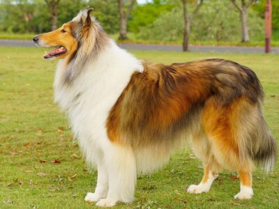 Colley (Collie)