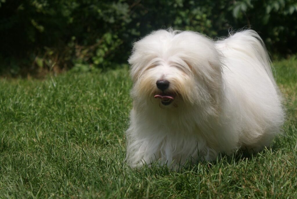 Coton de Madagascar