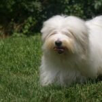 Coton de Madagascar