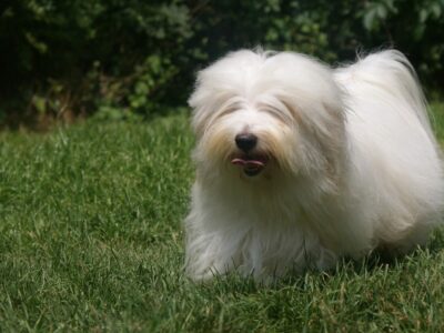 Coton de Madagascar