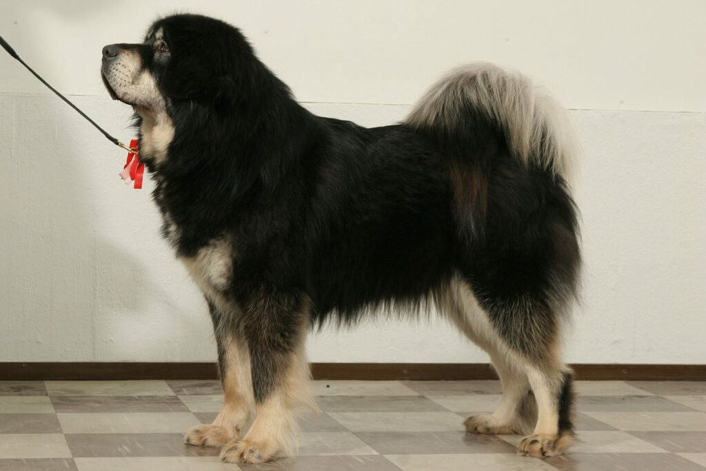 Dogue du Tibet