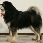Dogue du Tibet