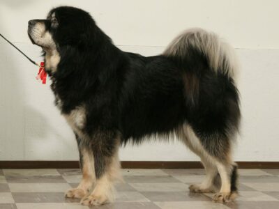Dogue du Tibet