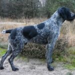 Drahthaar (Braque Allemand à poil dur)