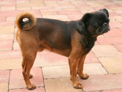 Griffon Bruxellois