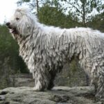 Komondor