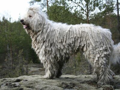 Komondor