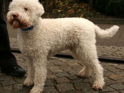 Lagotto Romagnolo