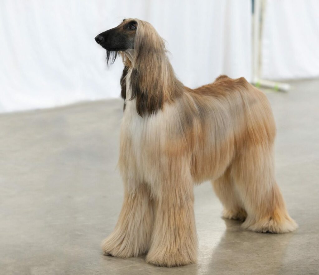 Lévrier Afghan