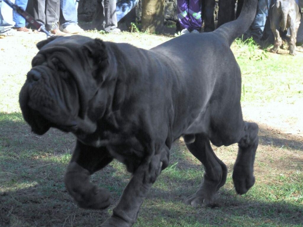 Mâtin de Naples