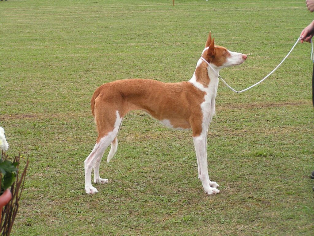 Podenco