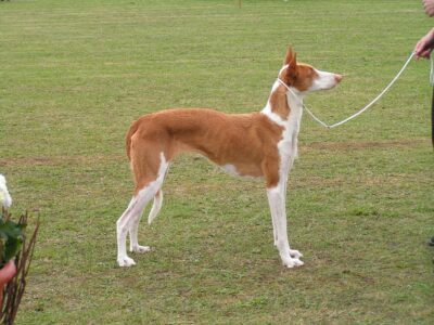 Podenco