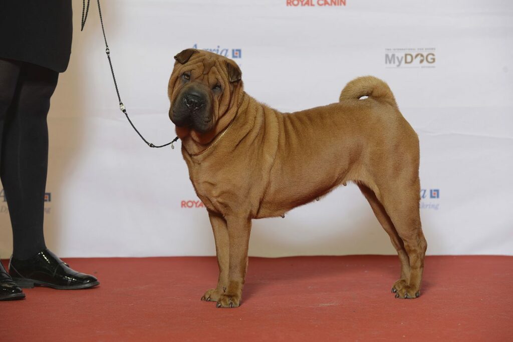 Shar-Pei
