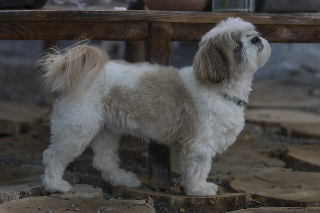 Shih Tzu