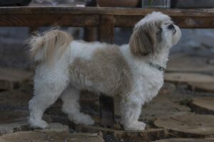 Shih Tzu