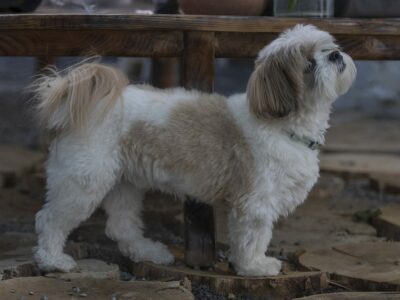 Shih Tzu