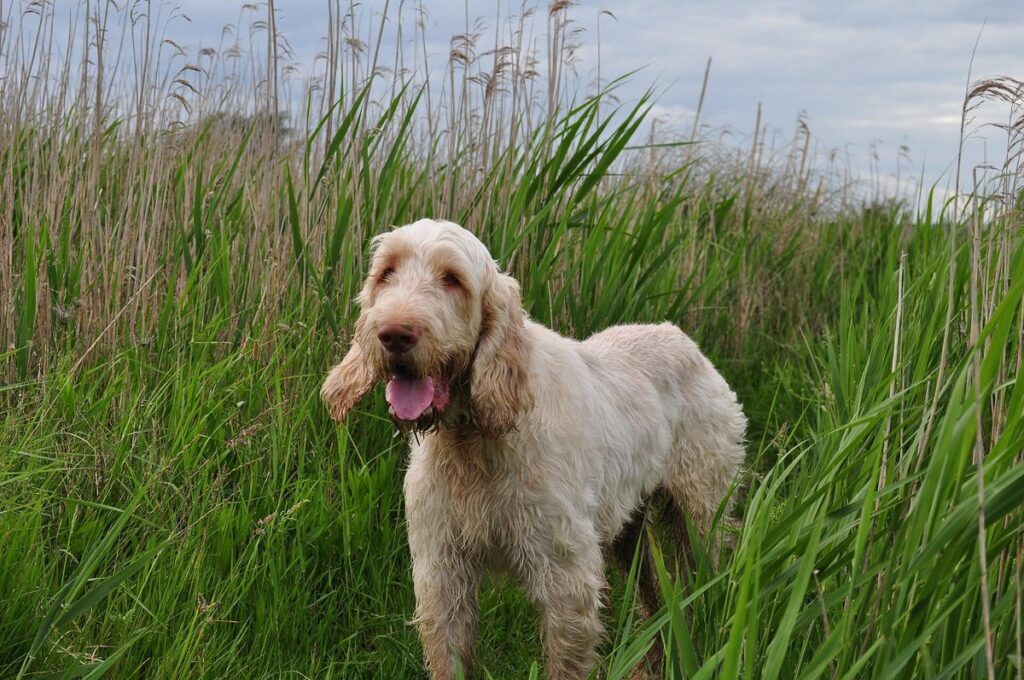 Spinone Italien