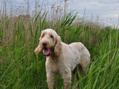 Spinone Italien