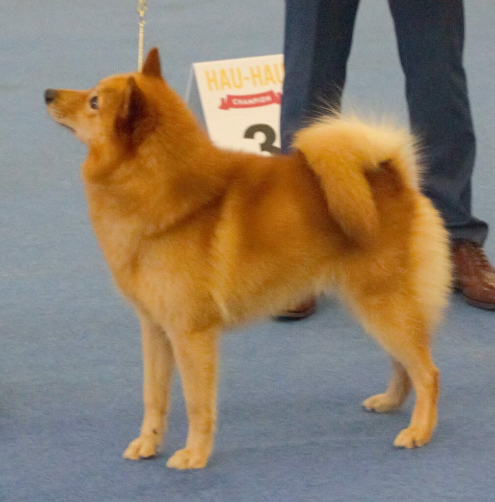 Spitz Finlandais