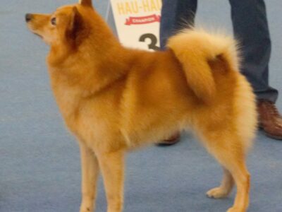 Spitz Finlandais