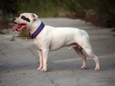 Staffordshire Bull Terrier