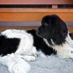 Terre-Neuve (variété Landseer)