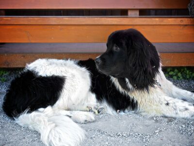 Terre-Neuve (variété Landseer)