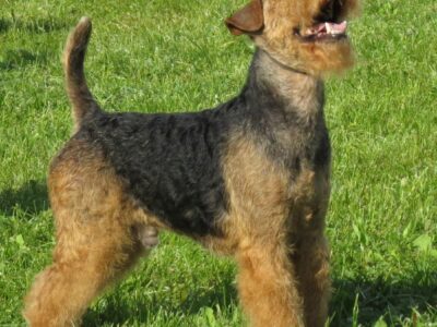 Welsh Terrier