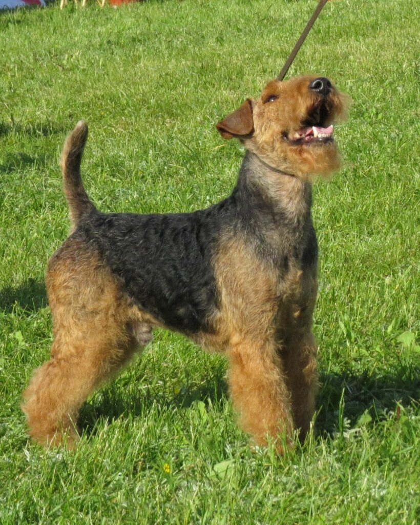 Welsh Terrier